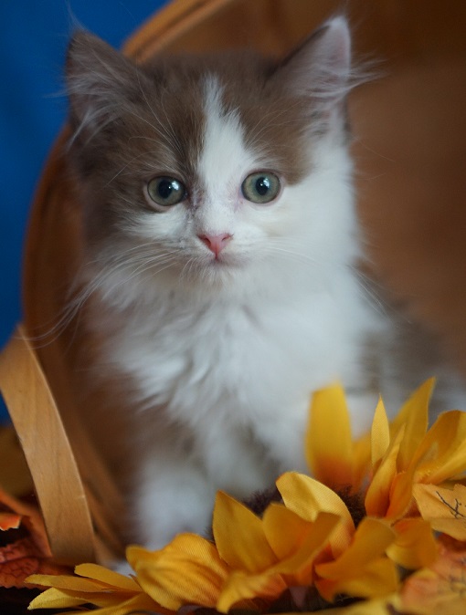 Ragdoll Kitten For Sale