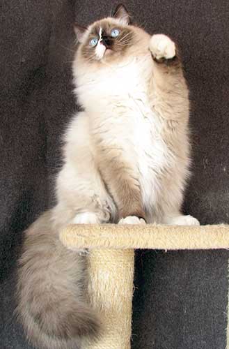 seal mitted male ragdoll on a cat tree with paw held up