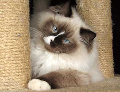 seal mitted ragdoll male on cat tree with sisal posts