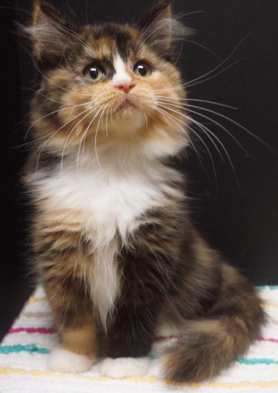 Calico Ragdoll Kitten For Sale