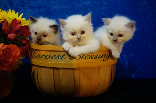 Seal Lilac and Blue Ragdoll Kittens for sale