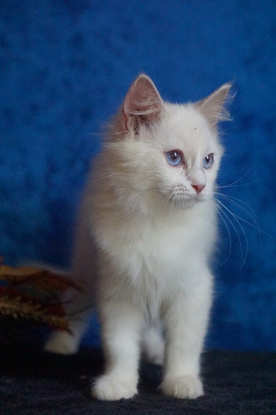 lilac ragdoll kitten adopted