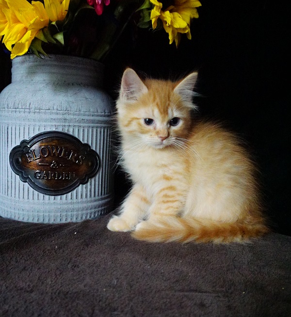 orange tabby cats for sale
