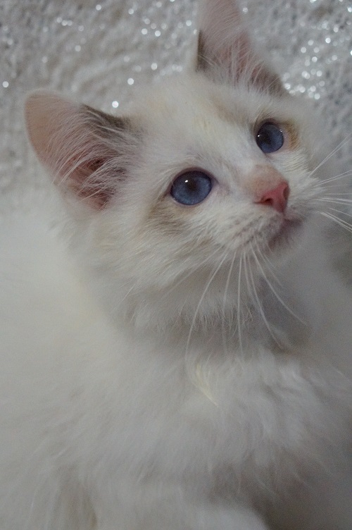 Ragdoll kitten Blue Bicolor Male