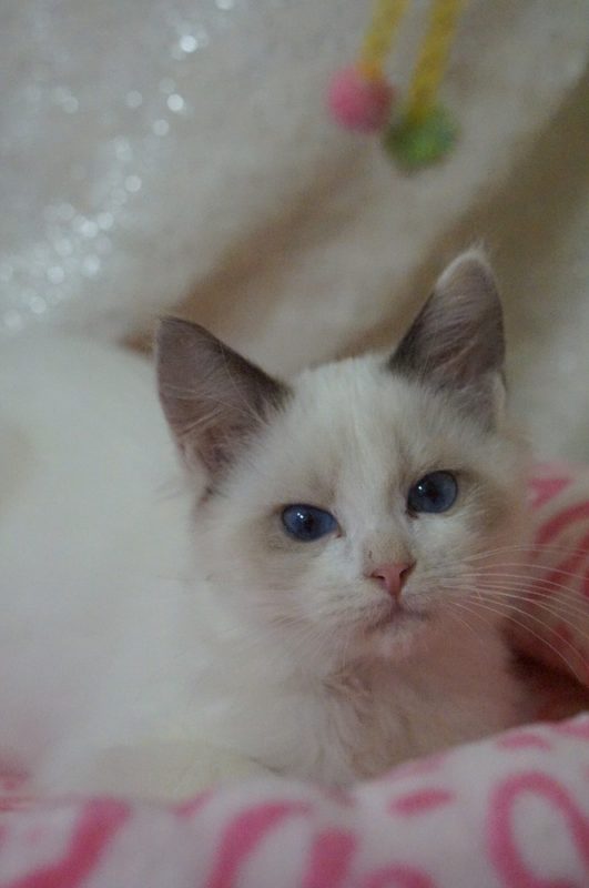 usa ragdolls bicolor blue eye kitten