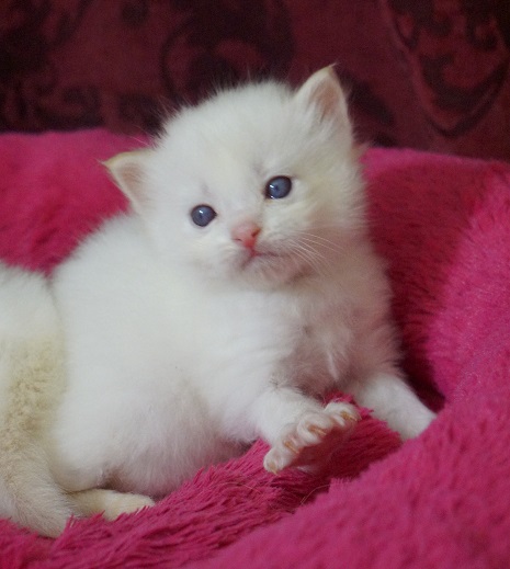 cream bicolor male | Ragdoll Kittens For Sale