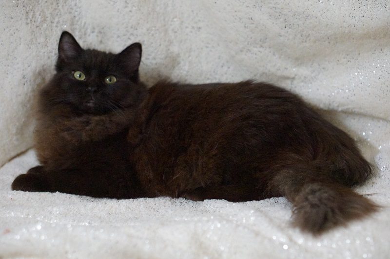 Black ragdoll kitten cat