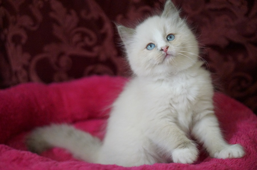 ragdoll blue bicolor kitten
