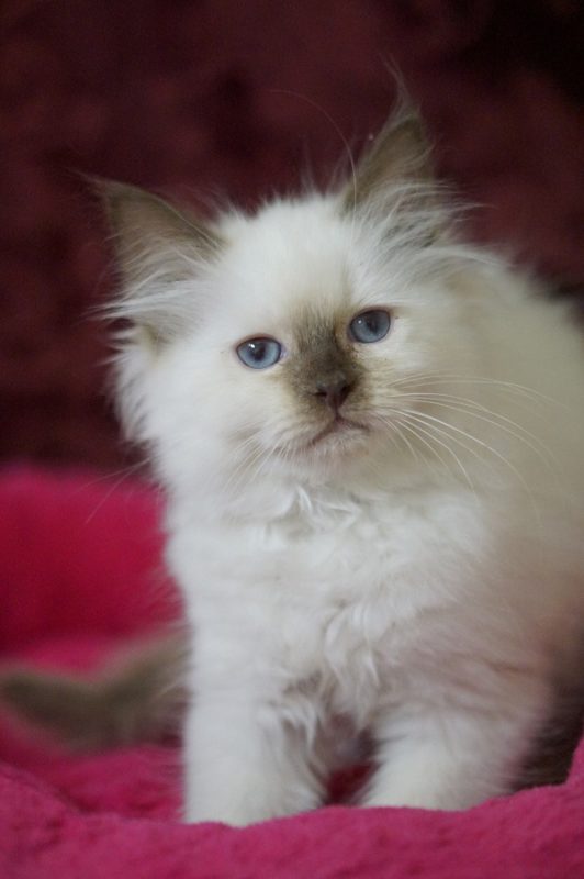 USA RAGDOLLS - Ragdoll Kittens For Sale - $975-$1750