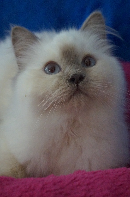 lilac ragdoll kittens for adoption with sweet expression