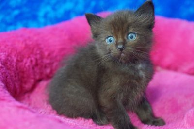 Ragdoll Kittens For Sale Solid Black Ragdoll Kittens For Sale