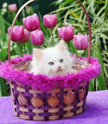 Easter 2023 Ragdoll Kittens For Sale Dallas Fort Worth in a basket with Texas Tulips growing