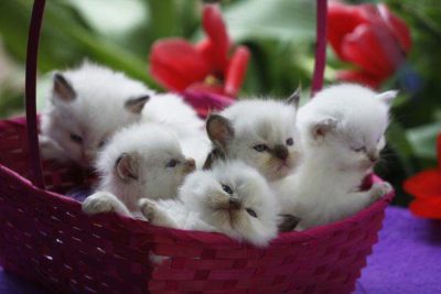 Ragdoll Kittens for Sale