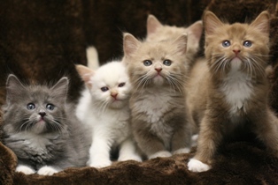 Blue Cinnamon Fawn Ragdoll kittens for sale in San Antonio