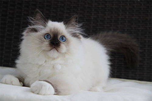 usa ragdolls seal mitted male from poland ready to pounce