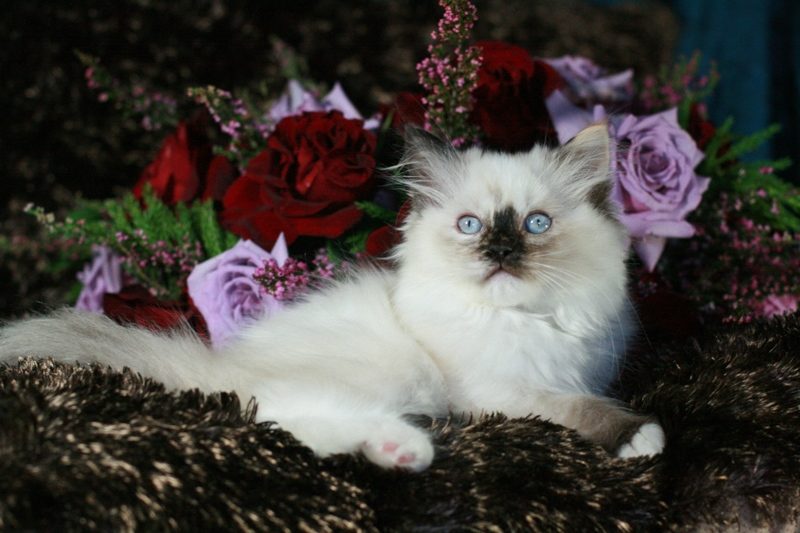 seal tortie mitted laying on a brown throw with red and lavender rose arrangement for background