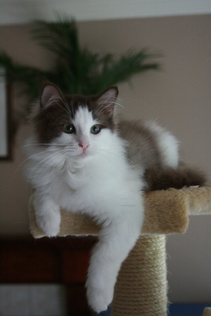 chocolate bicolor young ragdoll named purrfection on a cat tree with palm trees
