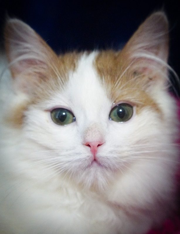 close up face of cinnamon bicolor ragdoll kitten pink nose cinnamon ears