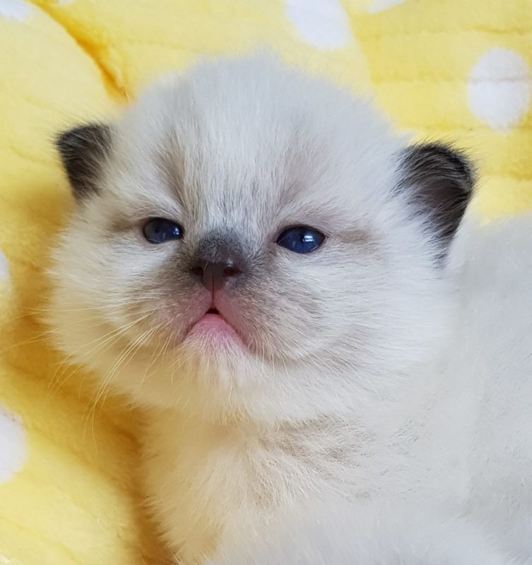 ragdoll kittens for sale | Ragdoll Kittens For Sale