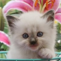 Current Ragdoll Kittens For Sale Posing with Paws up in Basket