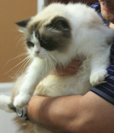 man holding seal bicolor ragdoll in home
