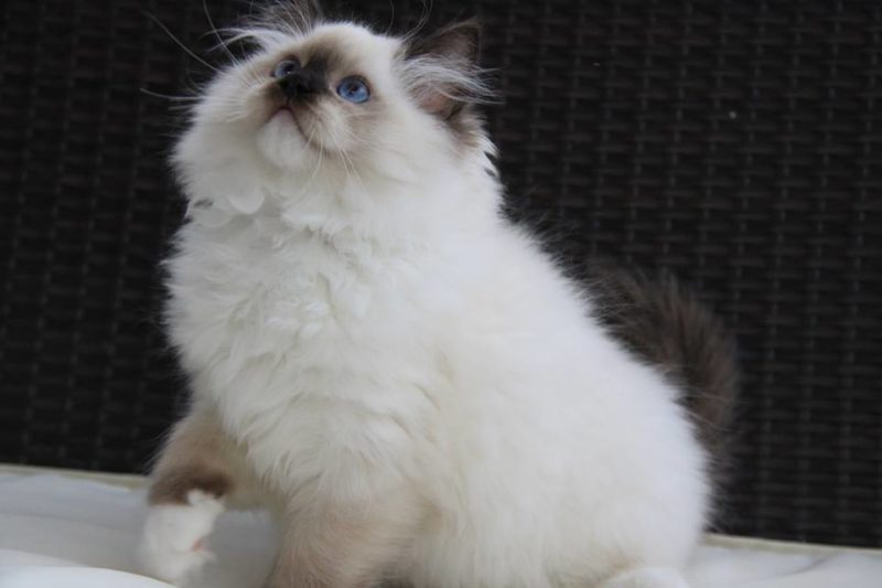 usa ragdolls fluffy looking up playing with cat teaser toy