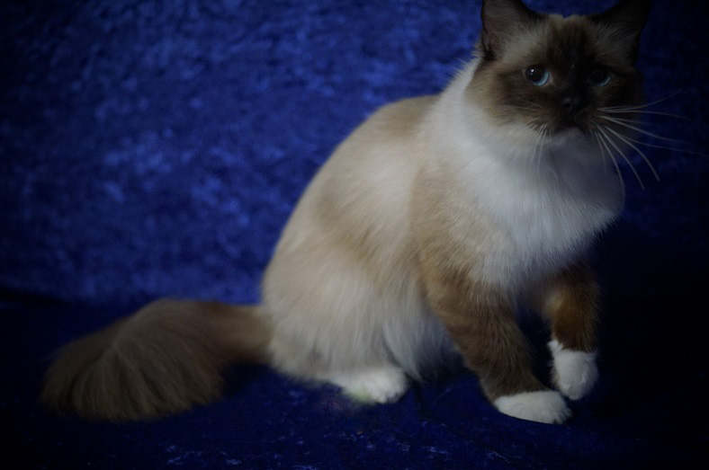seal mitted ragdoll with white feet and body