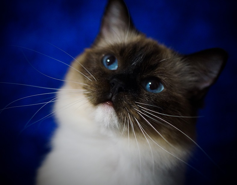 seal mitted adult female ragdoll face blue eyes