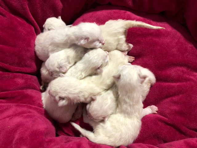 seal point ragdoll kittens for sale in blue