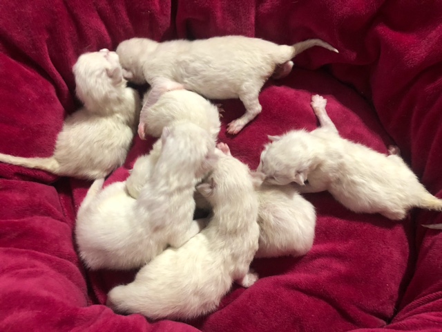 seal point ragdoll kittens for sale