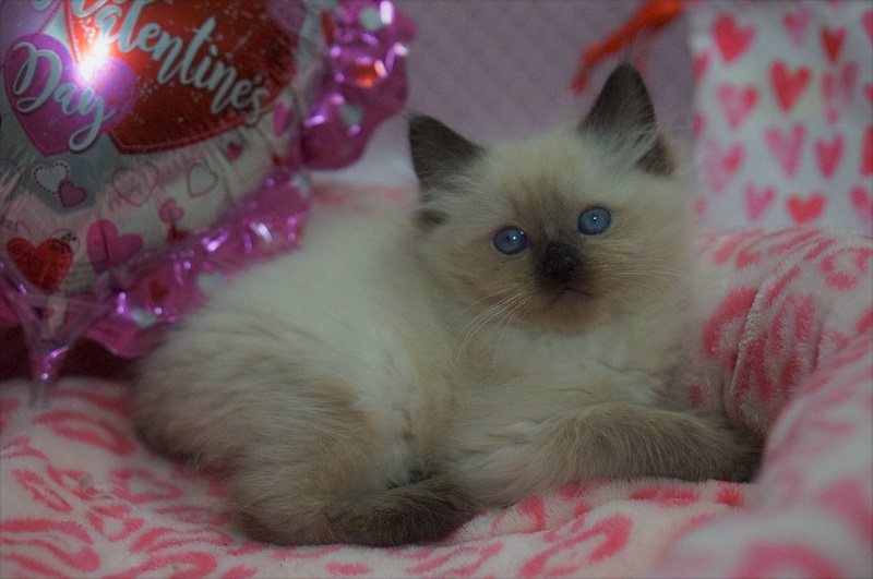 seal point ragdoll cat for sale